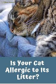 Is Your Cat Allergic To Its Litter Oliveknows Cats Cat Care Best Cat Litter