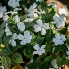 Image result for Impatiens wallerana