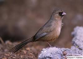 Backyard Birds Of Arizona Desert Abert S Towhee Bird Life List Bird Species Backyard Birds