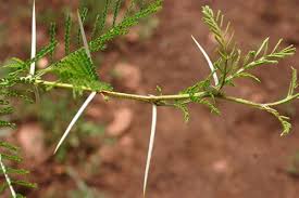Image result for Acacia borleae