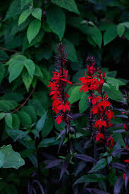 We did not find results for: Episode 25 Red Plants Finegardening