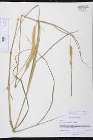 Image result for Cenchrus polystachios