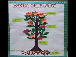 Parts Of Plant Model For Students Easy Model For Kids Science Model