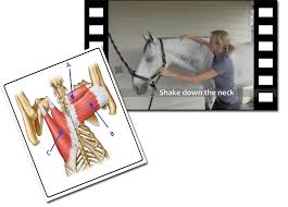 Equinology Health Care Courses Certification For Equine