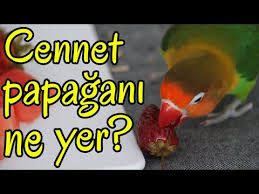 Cennet Papagani Cinsiyet Ayrimi Nasil Anlasilir Youtube