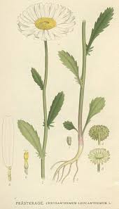 Image result for foto Kopretina