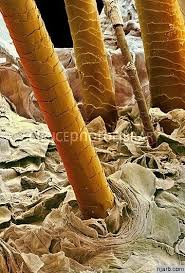 Check spelling or type a new query. Human Hair Sem Not Just A Random Blog Microscopic Photography Electron Microscope Images Microscopic Images