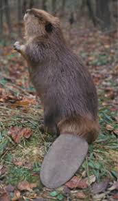 Waterfalls, bubblers or fountains can provide aeration. Dnr Fish Wildlife Beaver