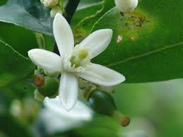 Resultado de imagen de citrus aurantifolia
