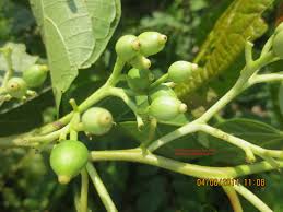 Image result for Alangium chinense