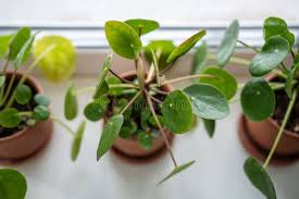 Image result for Pilea bambuseti