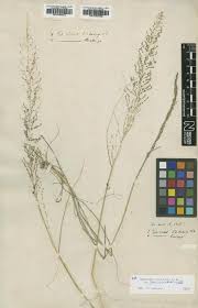 Image result for Sporobolus molleri