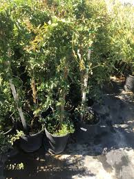 Image result for Dolichandra unguis-cati