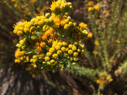 Image result for Isonema