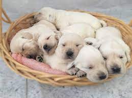 Maybe you would like to learn more about one of these? Available White Labrador Retriever Puppies For Sale Silver And Charcoal Kennels
