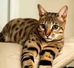 F1, F2, F3, F4, & F5 Savannah Cats for Sale by Kitten ...
