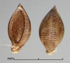 Image result for Setaria pumila