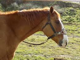 More than 1 million horses and mules were killed in the american civil war. Equestrian Casualties At Gettysburg Emerging Civil War
