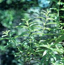 Those long, lanceolate leaves don't look like much, but aloysia citrodora provides the freshest. Lemon Verbena Herb Gardening U Of I Extension