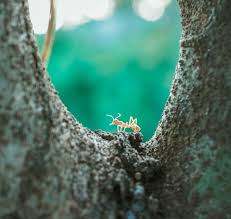 Image result for tbn:ekRZeqiUkU8b5M::www.hormiga.org/fondosescritorio/wallpapers/Paisajes-y-naturaleza/fotos/Paisajes-22.jpg