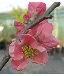 Chaenomeles X Superba Pink Lady 5lt
