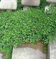 dwergmispel winterhard wintergroen bodembedekker cotoneaster dammeri outdoor plants winter garden desert landscaping