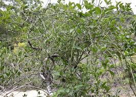 Image result for Cynanchum viminale