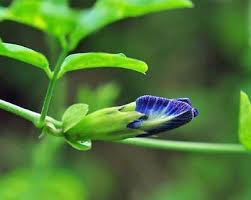 Image result for Clitoria ternatea