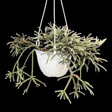 Image result for Rhipsalis