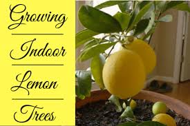 When cold temperatures return, the buds can be damaged. How To Grow Indoor Meyer Lemon Trees Dengarden
