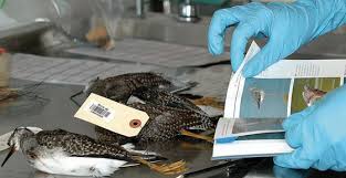 Bird flu, or avian influenza, is a viral infection spread from bird to bird. What Is Bird Flu H5n1