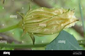 Image result for Coccinia sessilifolia