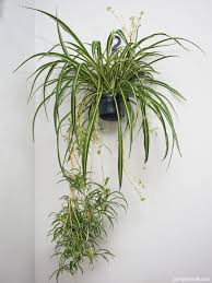 Image result for Chlorophytum comosum