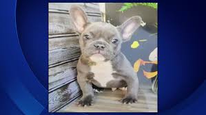 Find french bulldog in dogs & puppies for rehoming | find dogs and puppies locally for sale or adoption in toronto (gta) : French Bulldog Puppy Advertised On Craigslist Taken At Gunpoint In Culver City Cbs Los Angeles