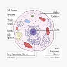 Schleiden had been studying plant cells and schwann had been studying animal structures. Animal Cell Poster By Randoms Redbubble