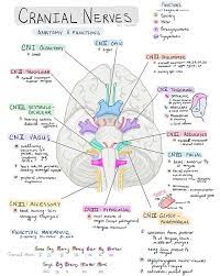 Day 539 Cranial Nerves And Their General Functions Blank One For Studying Too The Mnem Nursing School Notes Medical School Studying Nursing School Studying
