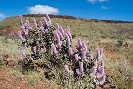 Image result for Nothosaerva