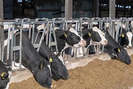 And it is extremely difficult to maintain the milk cycle. How To Get Started With A Healthy Dairy Successful Farming