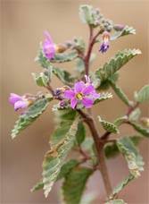 Image result for Sterculia subviolacea