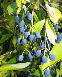 Image result for Chionanthus niloticus
