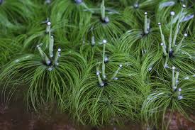 Image result for Eriocaulon