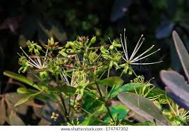 Image result for Maerua