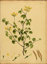 Image result for Argyrolobium tomentosum