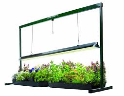 Full Spectrum Light Bulbs How To Grow Wheatgrass Growwheatgrass Com