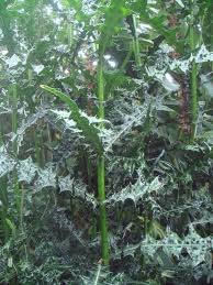 Image result for Acanthus montanus