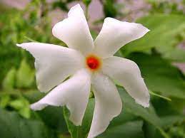 Sheuli Flower Nyctanthes Arbor Tristis Flowers Plants Flora