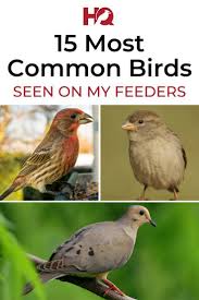 Feeder Bird Identifier By Picture 15 Most Common Birds That Visit My Feeders Id Guide Bird Watching Hq In 2020 Common Birds Backyard Birds Watching Backyard Birds