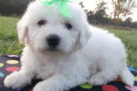 Black Bichon Frise Puppy For Sale Meet Cila A Cute Bichon Frise Puppy For Sale For 500 Potty Trained Pracilla Bichon Frise Puppy Bichon Frise Potty Training Puppy