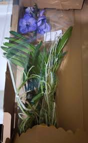 Image result for puklice na orchideích obrázek