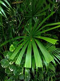 Image result for Licuala